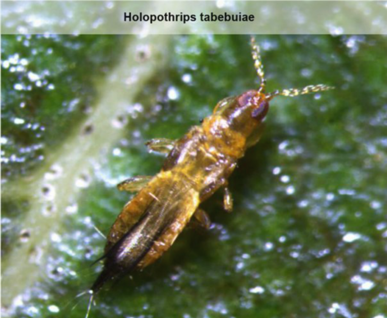 15 holopothrips