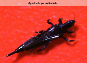 7 gyaicothrips