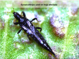 8 gynaicothrips uzeli en hoja