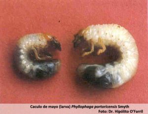 Caculo Insect Caculo de Mayo - Servicio de Extensión Agrícola