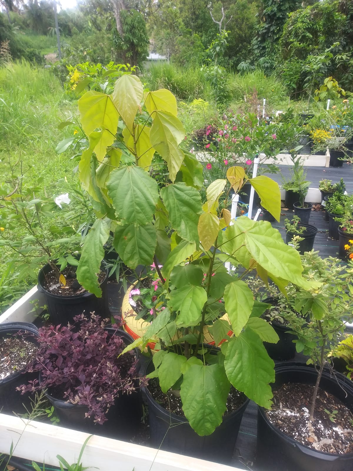 Achiote Bixa orellana