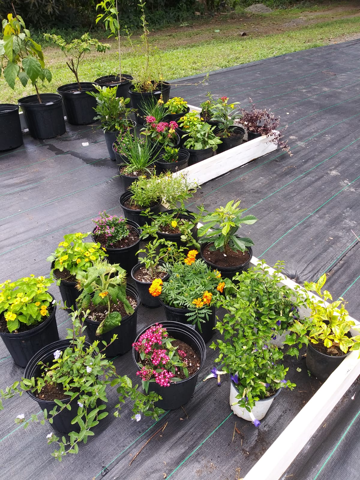 Arreglo Plantas en el Jardin de Polinizadores