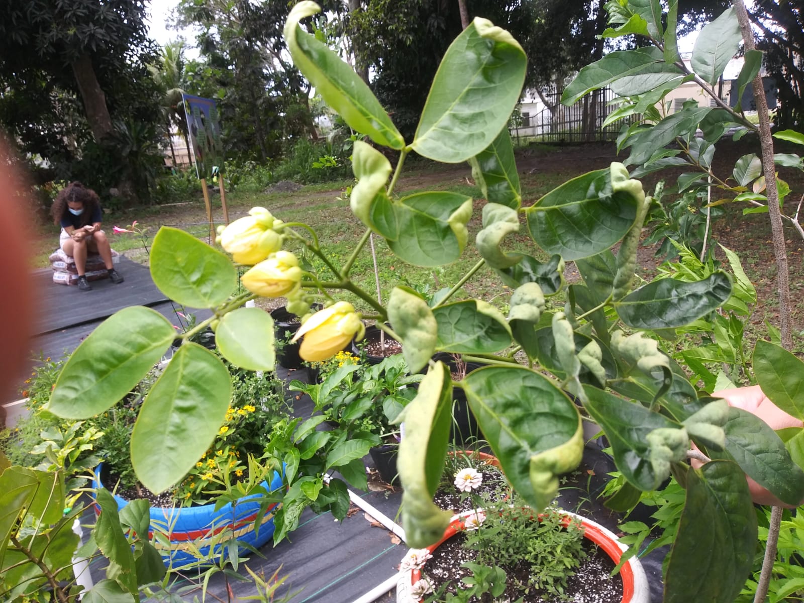 Hediondilla Senna nitida Arbol melifero