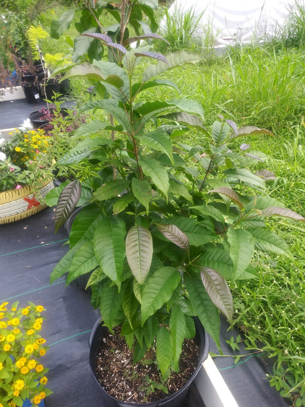Higuerillo Vitex divaricata