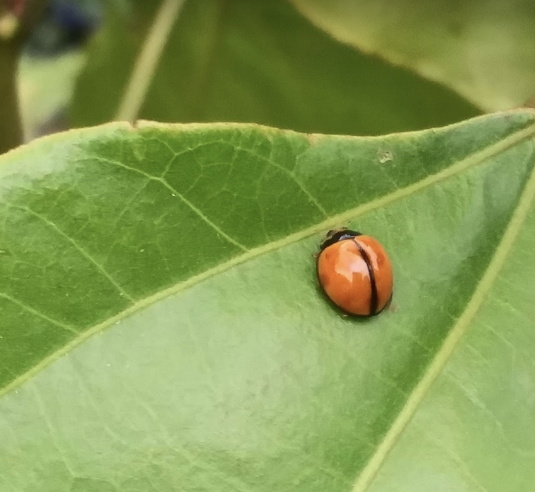 Mariquita Ladybug