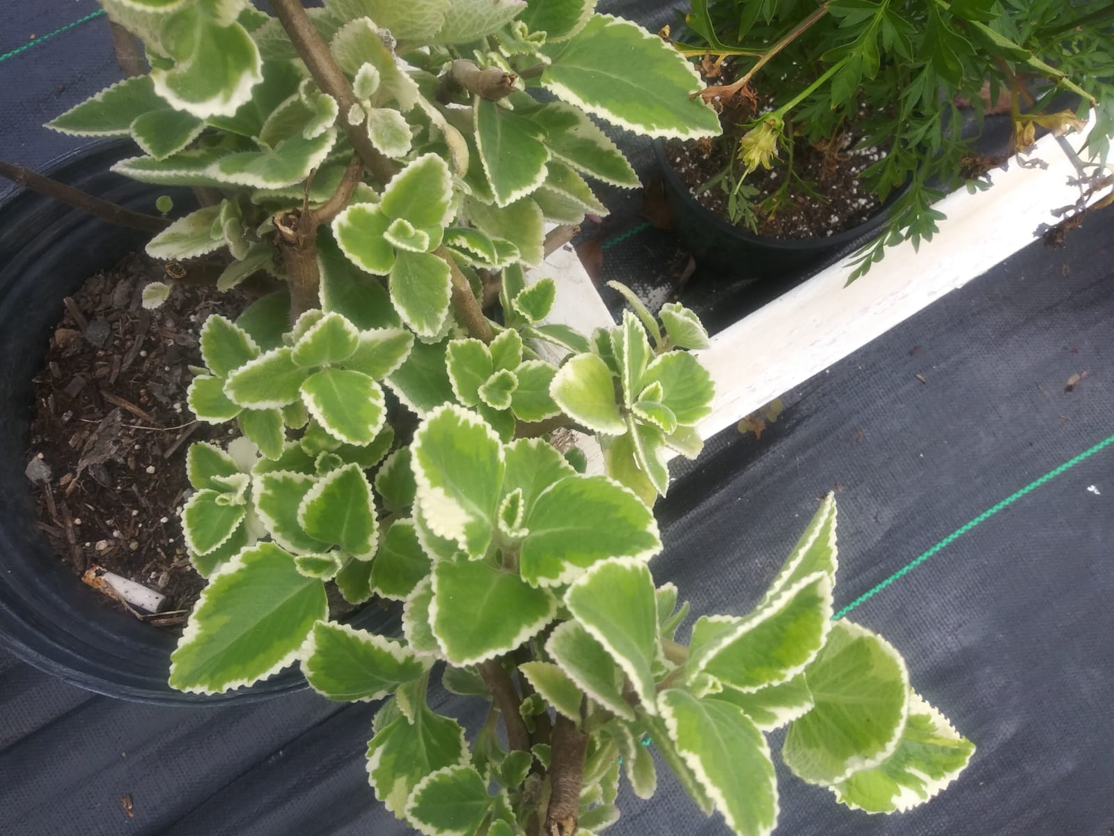 Oregano brujo variegado Plectranthus amboinicus