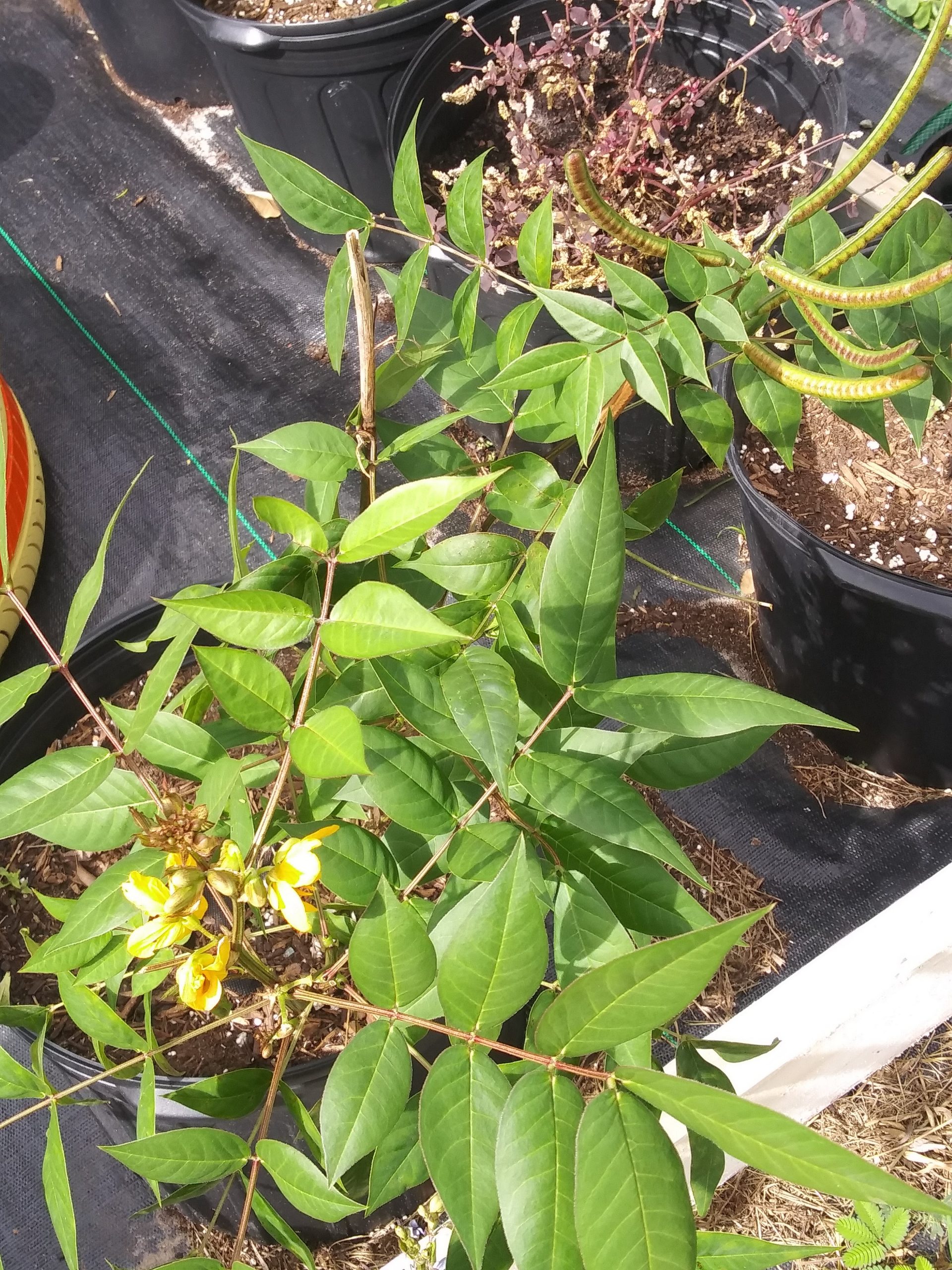 Senna occidentalis Hedionda