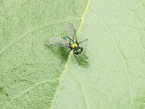 Sirfido mosca polinizadora