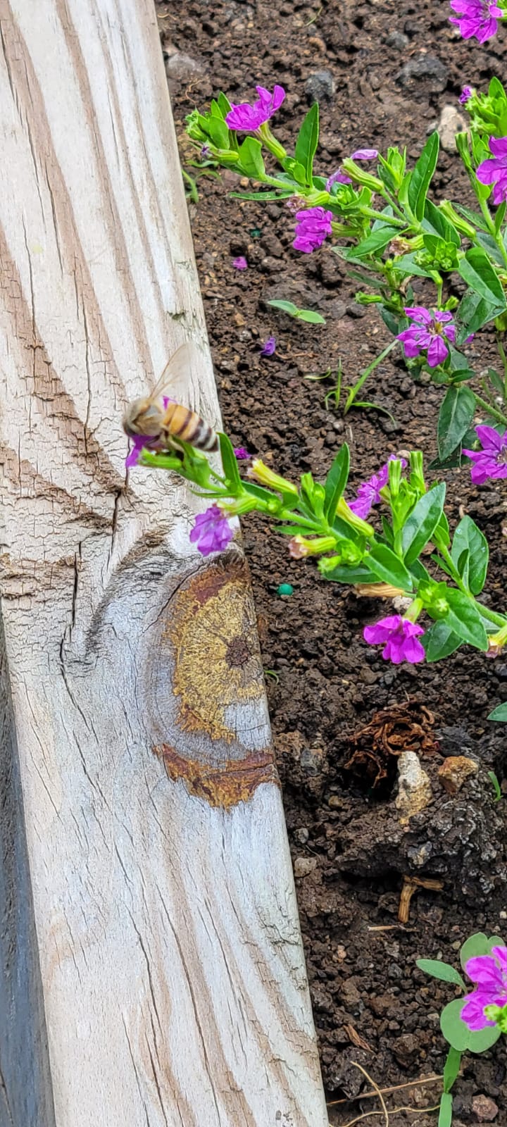 Apis melifera en Cuphea hyssopifolia