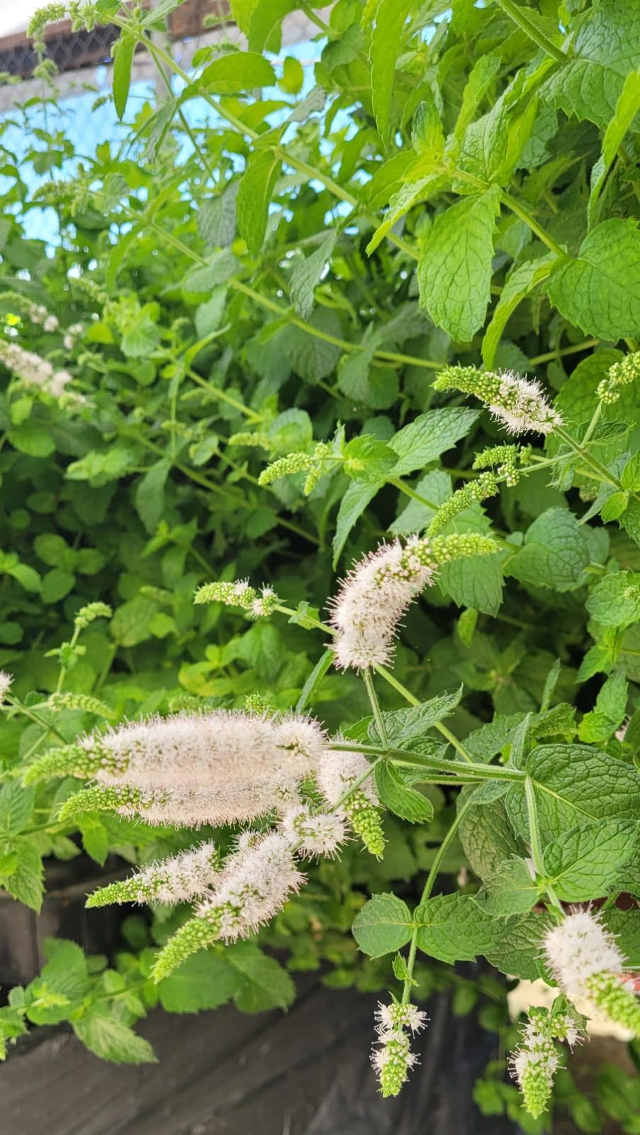 Hierbabuena Mentha spicata