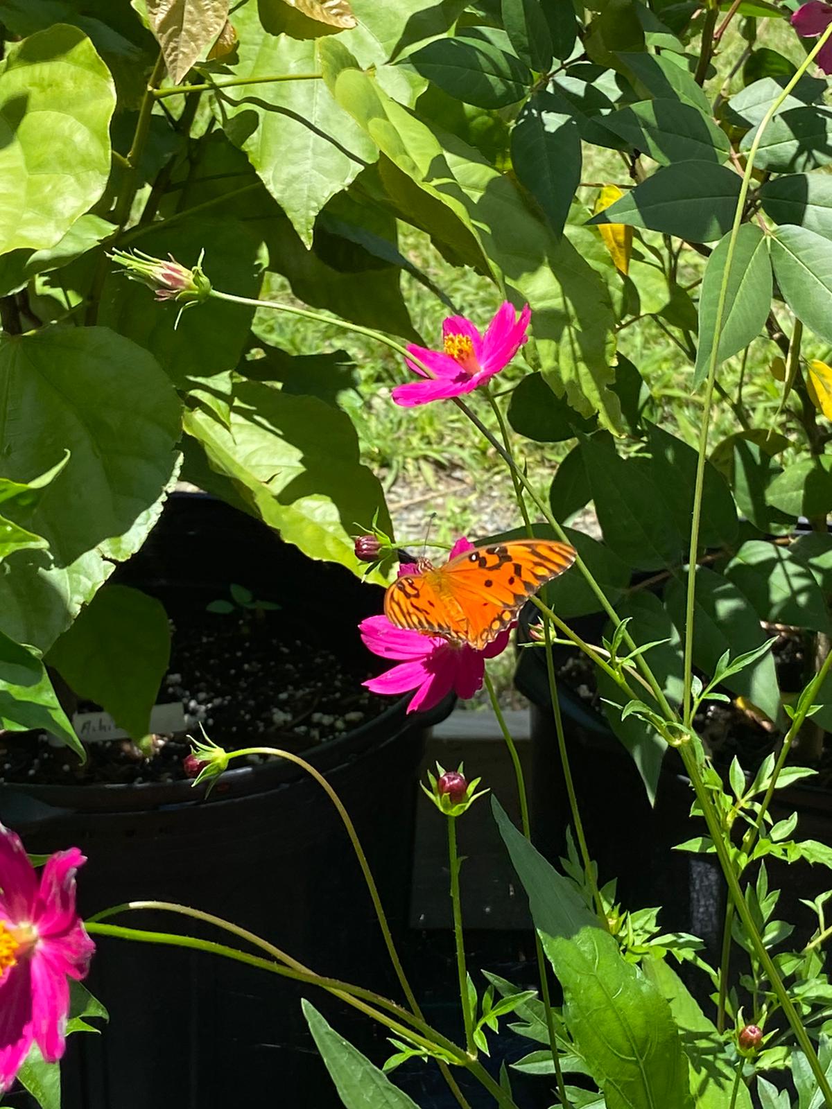 Agraulis vanillae en Cosmos