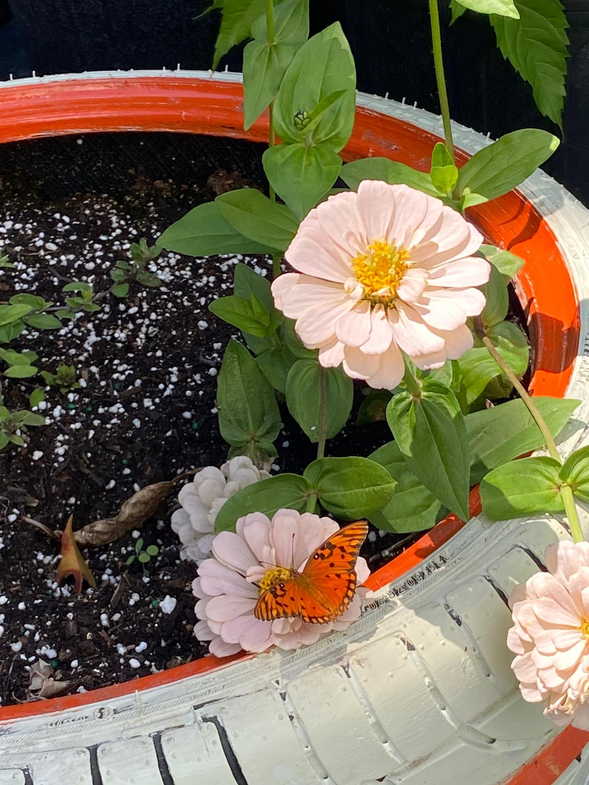 Agraulis vanillae en Zinnia