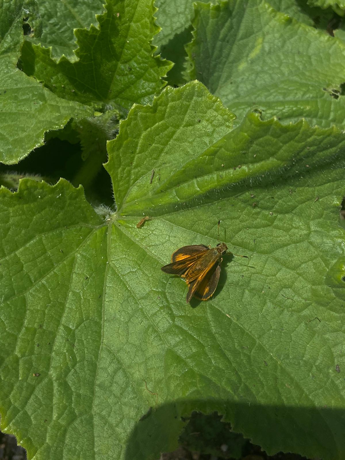 Choranthus vitellius Skipper en Cantaloupe