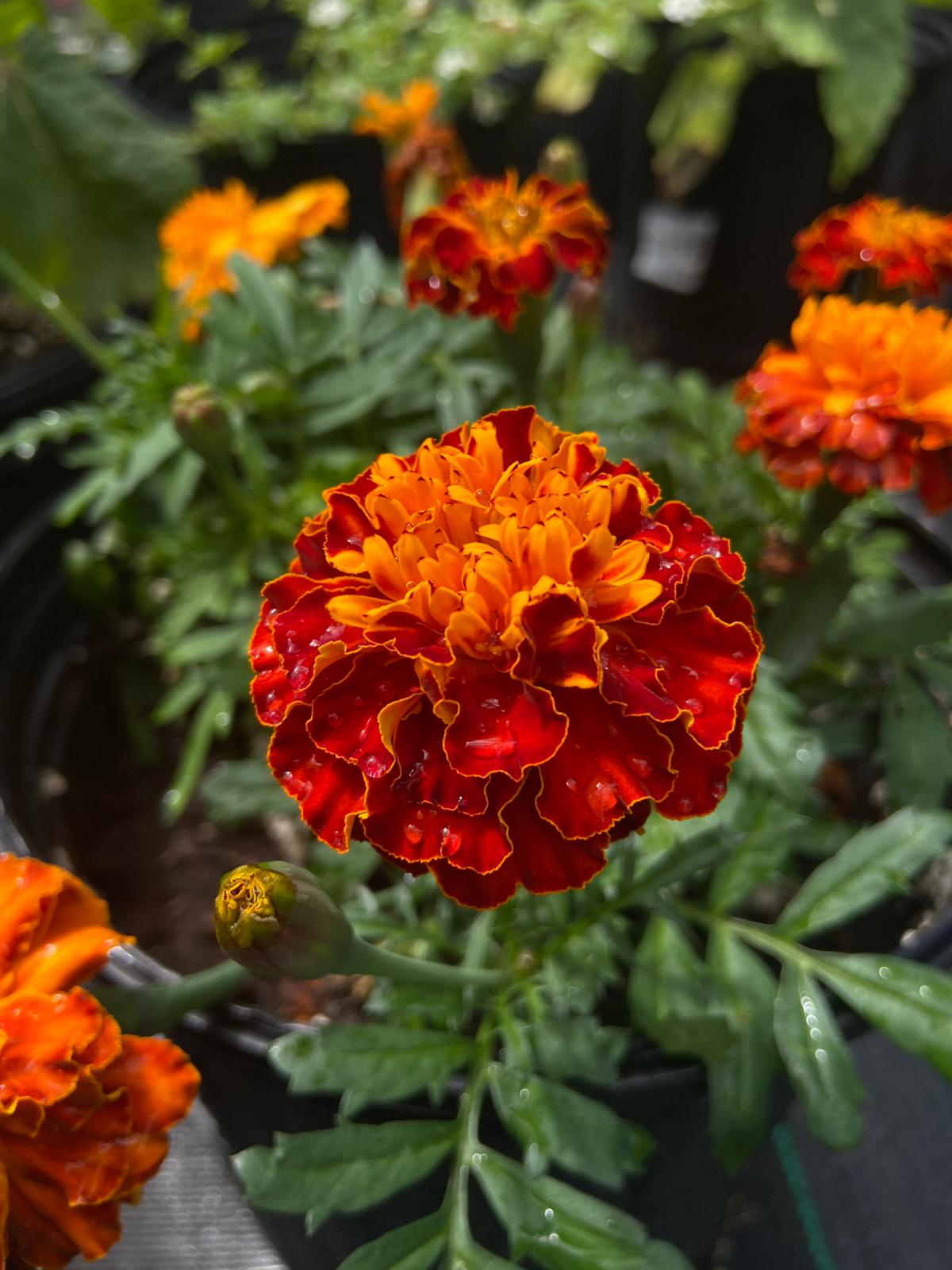 Clavel de perro Tagetes erecta