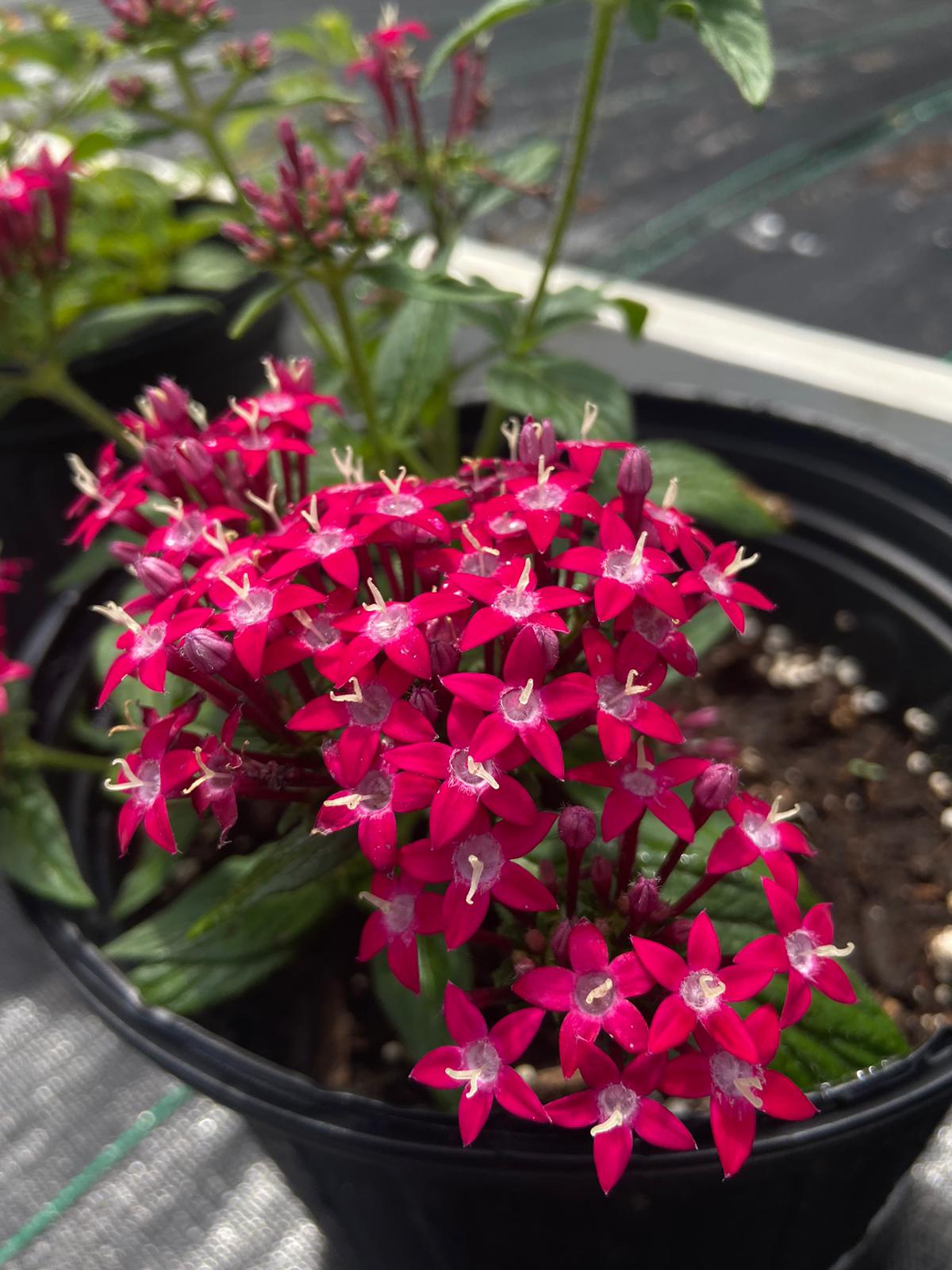 Penta lanceolata