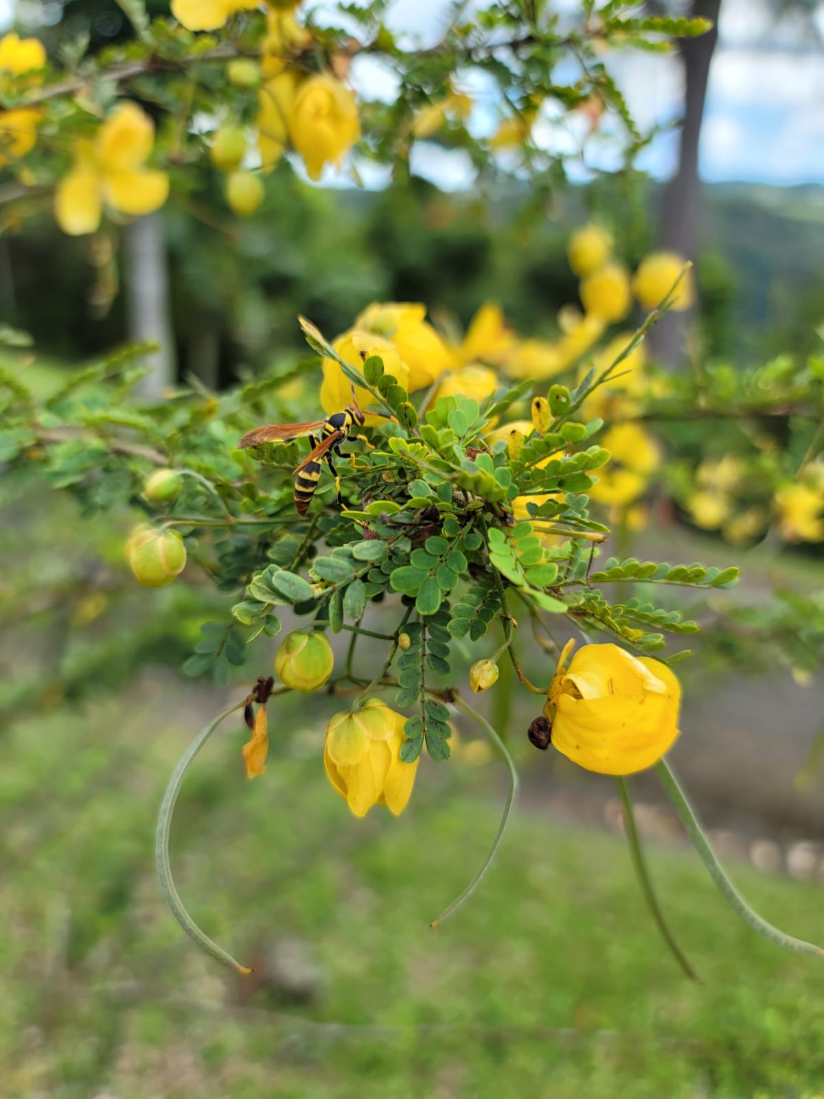 Avispa Polistes sp. en Retama Prieta Senna polyphylla