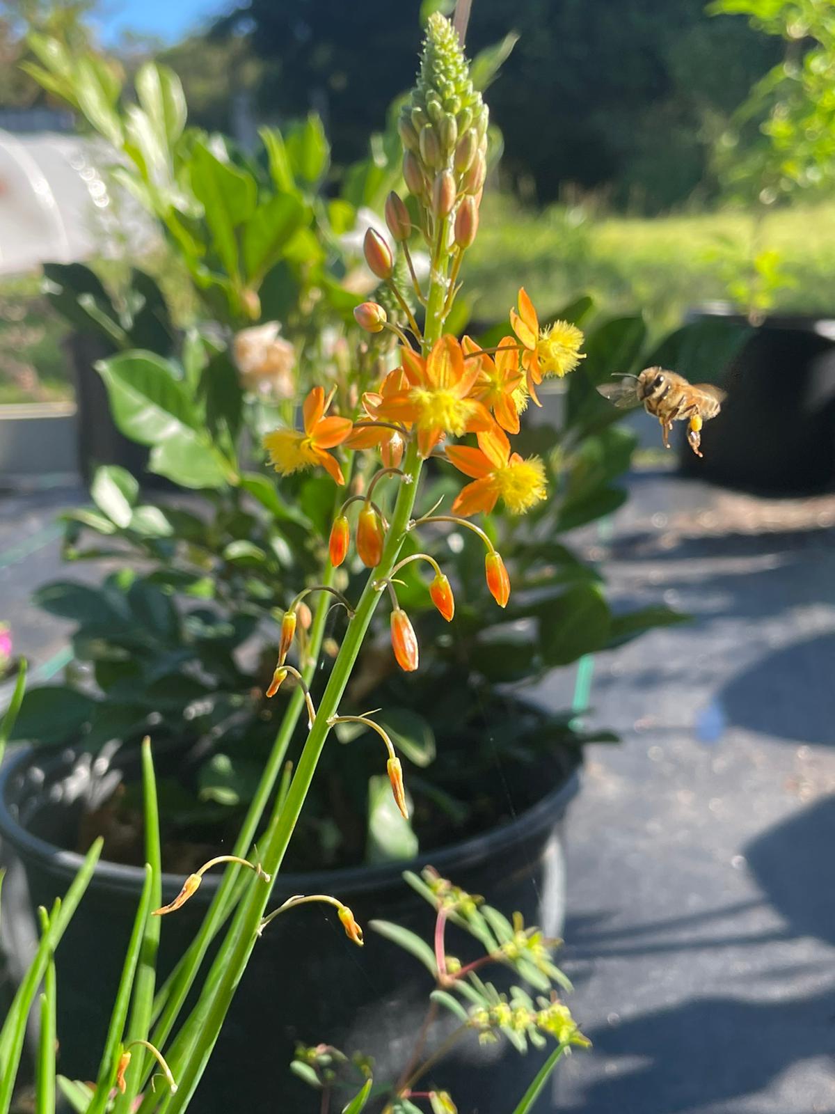 Abeja Apis mellifera en Bulbine frutescens