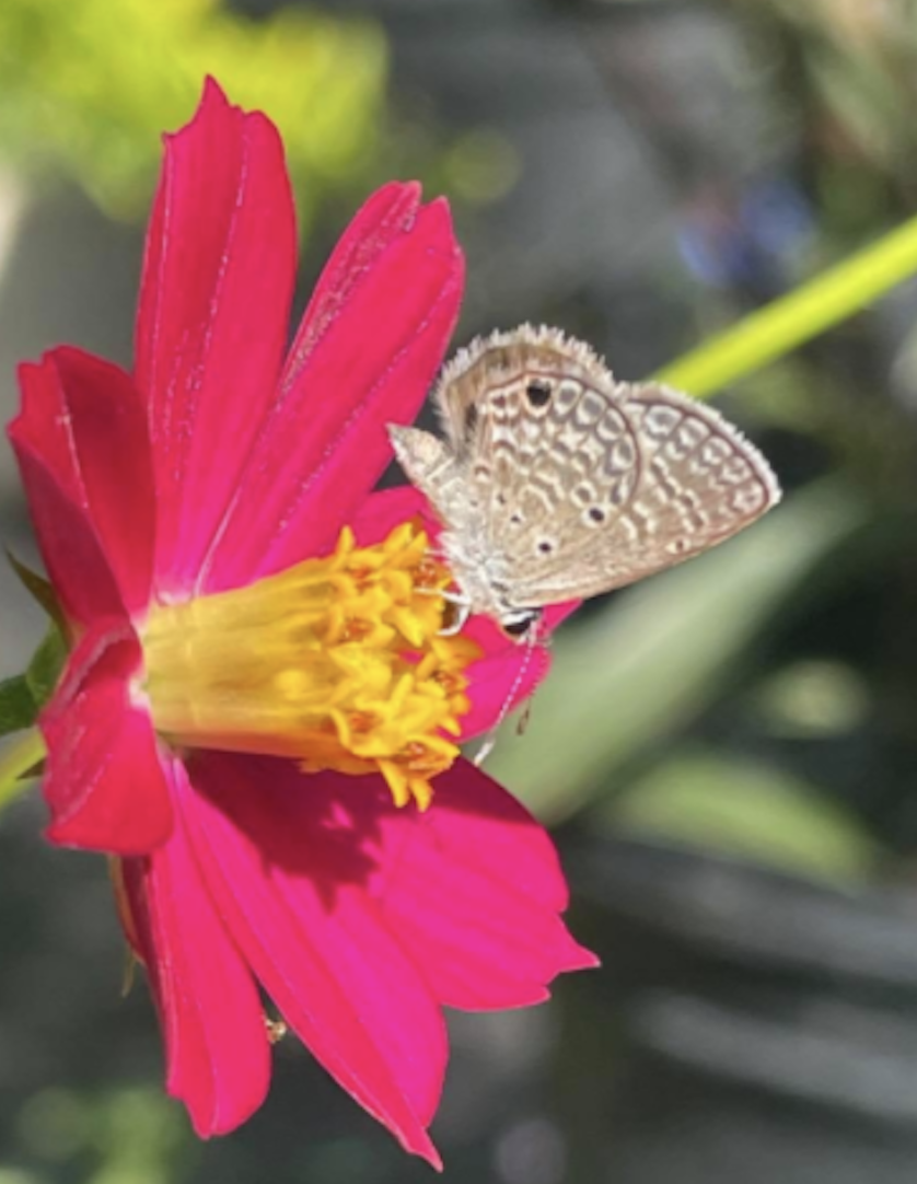 Hemiargus hanno watsoni
