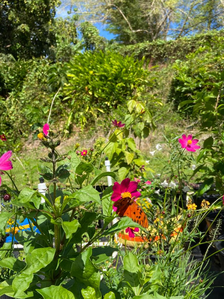 Agraulis vanillae en Cosmos