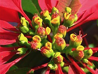 Flor de pascua