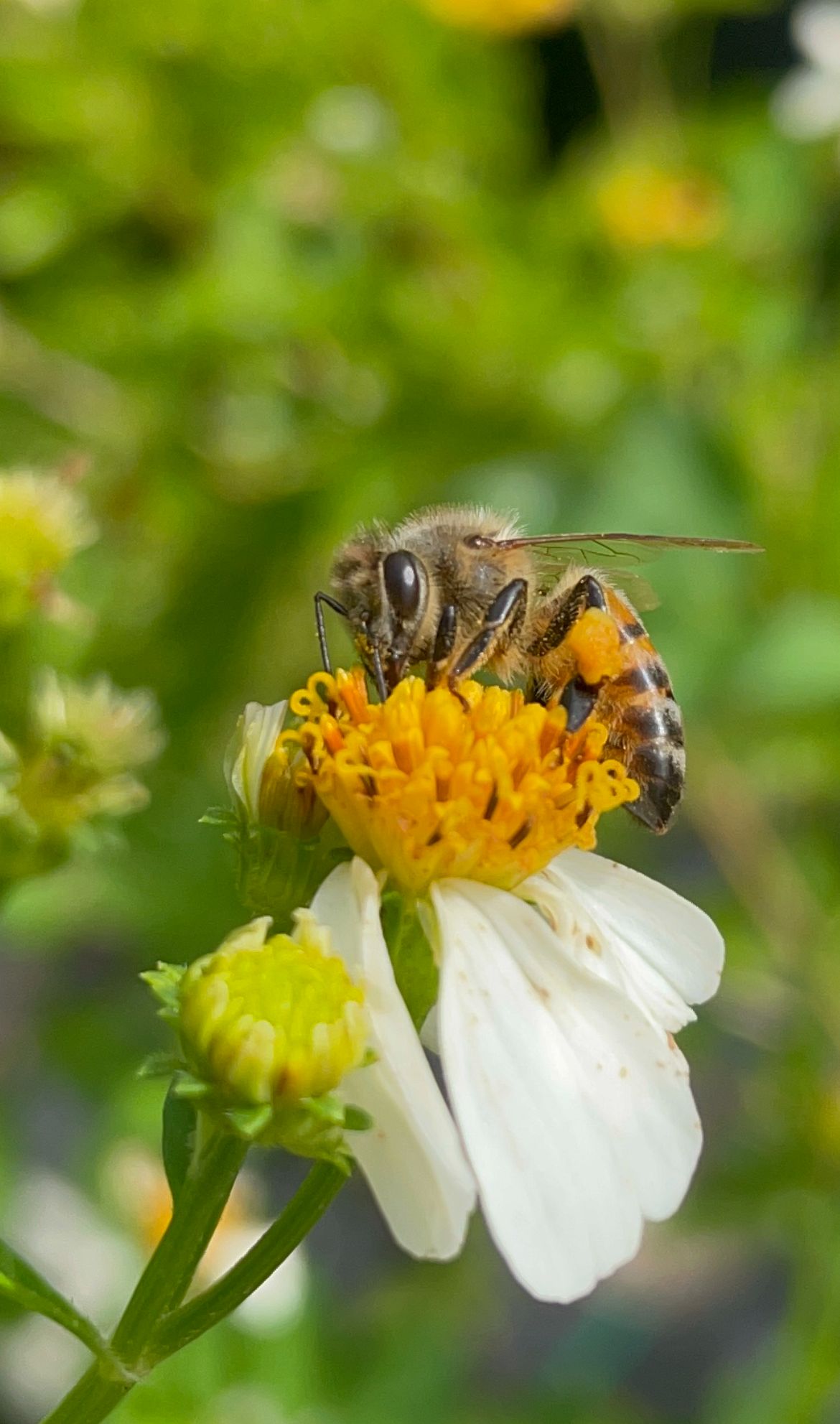 Abeja En Bidens Pilosa