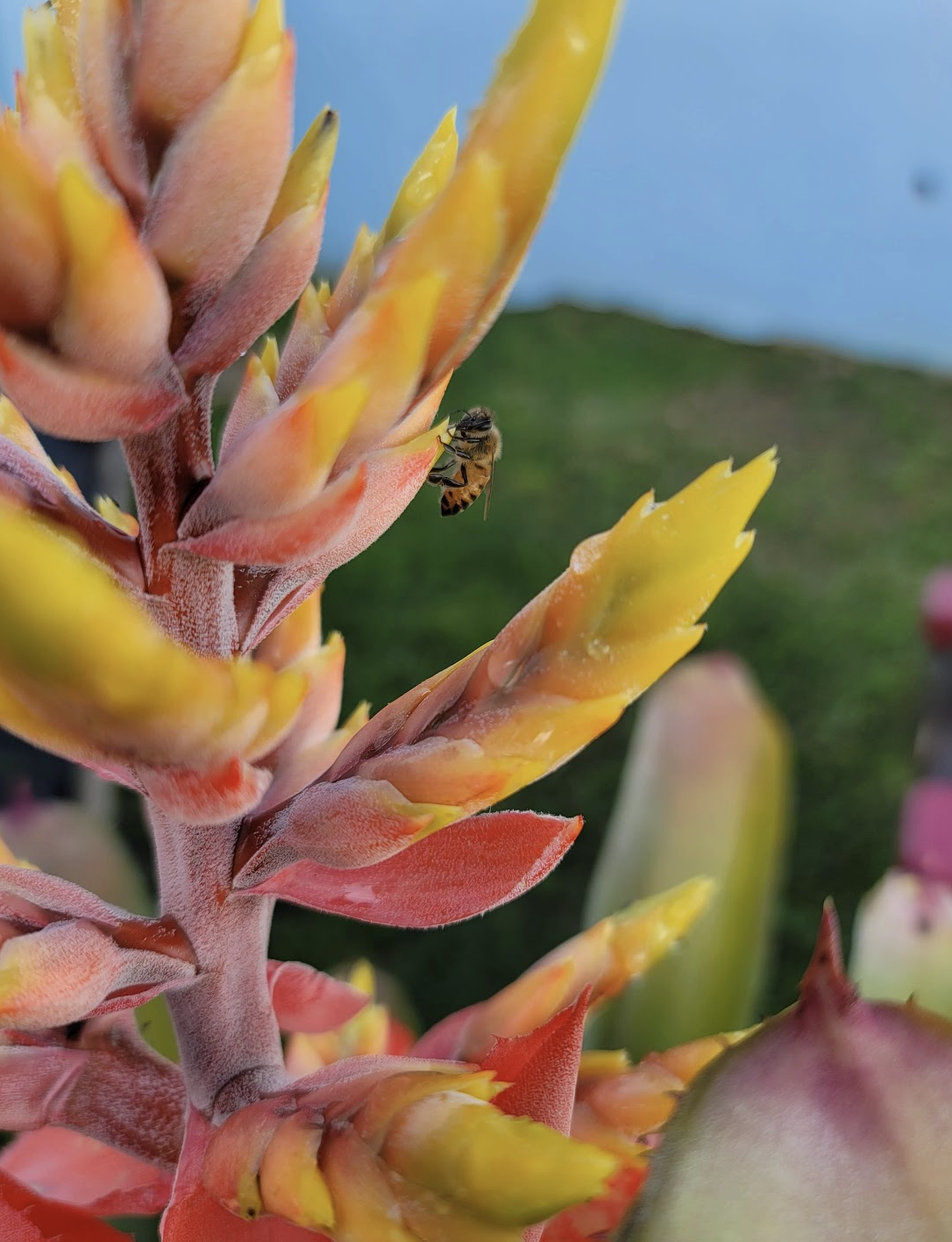 Abeja En Bromelia Guzmania