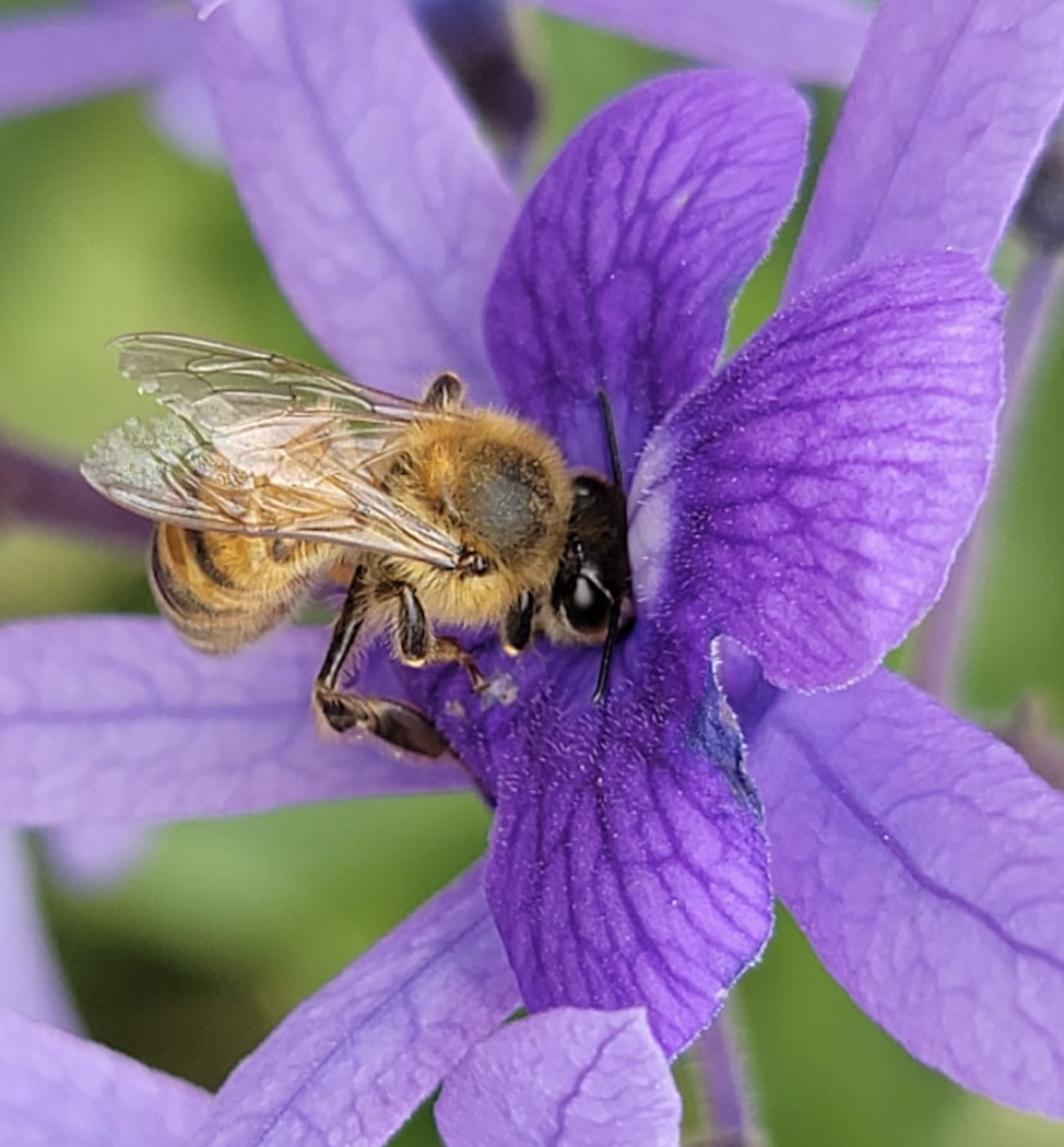 Abeja En Orquidea