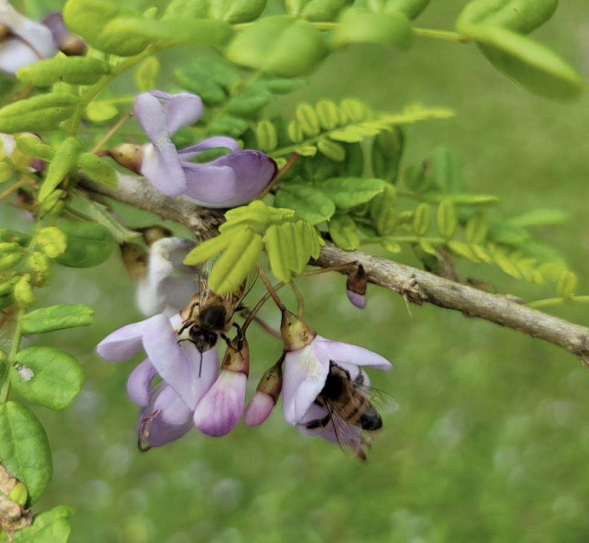 Abejas En Retama San Jose Poitea Florida