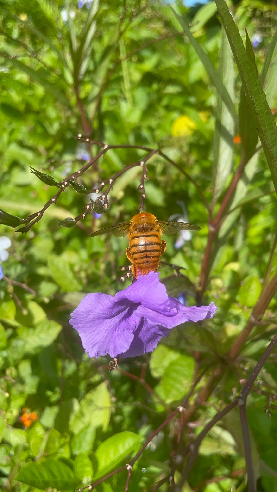 Abejorro Macho