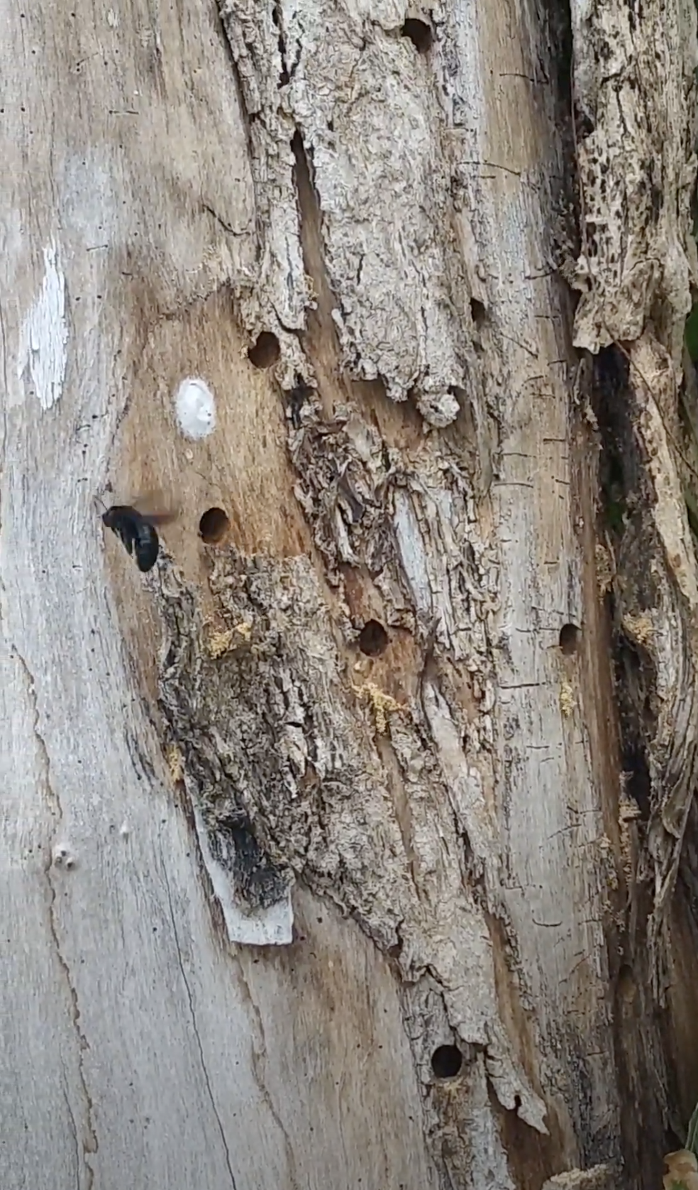 Abejorros Huecos En Arboles Secos
