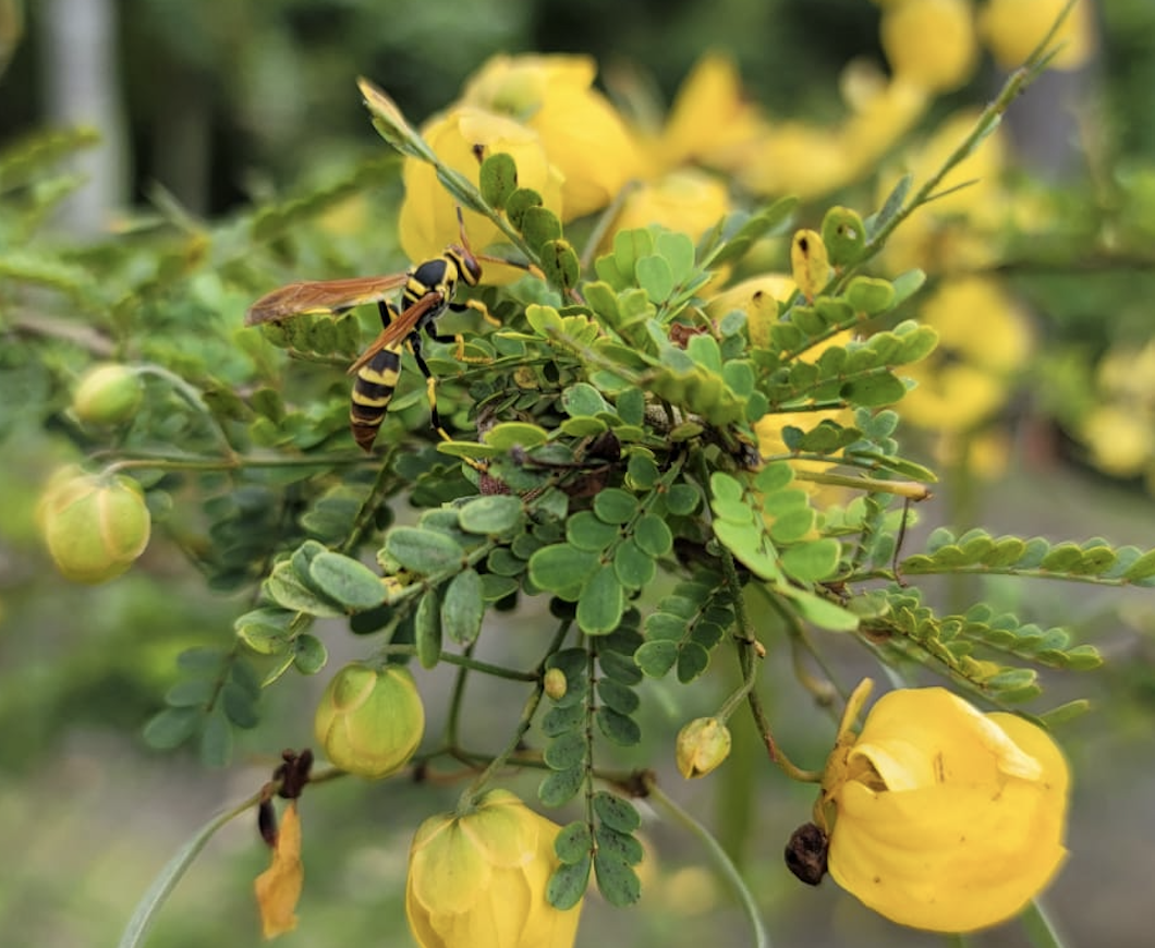 Avispa En Retama Prieta Senna Polyphylla-
