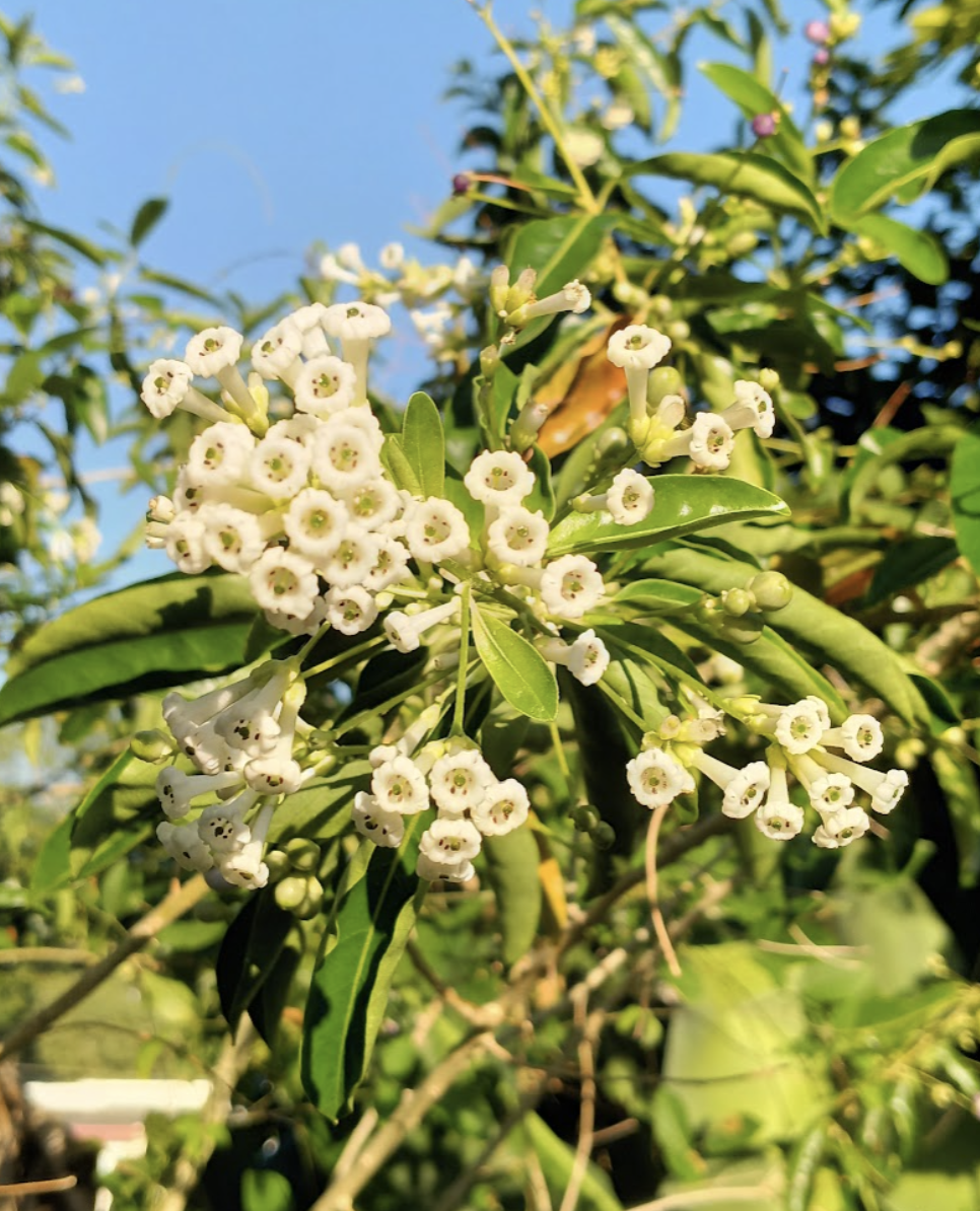 Dama De Dia Cestrum Diurnum(Nativo) Abejas