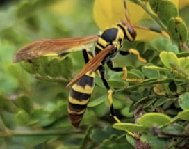 Avispa Polistes sp. en gandul
