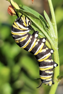 Oruga mariposa monarca en Asclepias curassavica