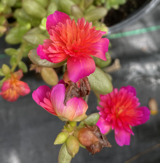Portulaca Don Diego Wa