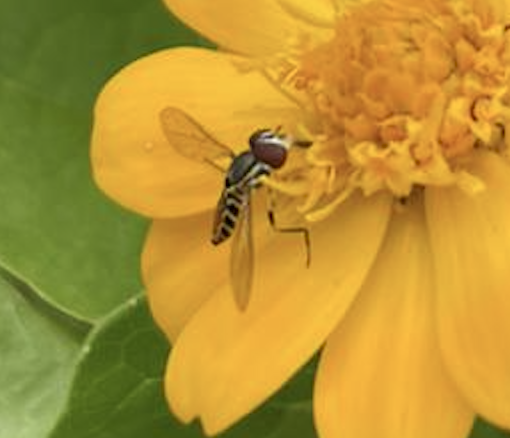 Sirfido Melampodium divaricatum