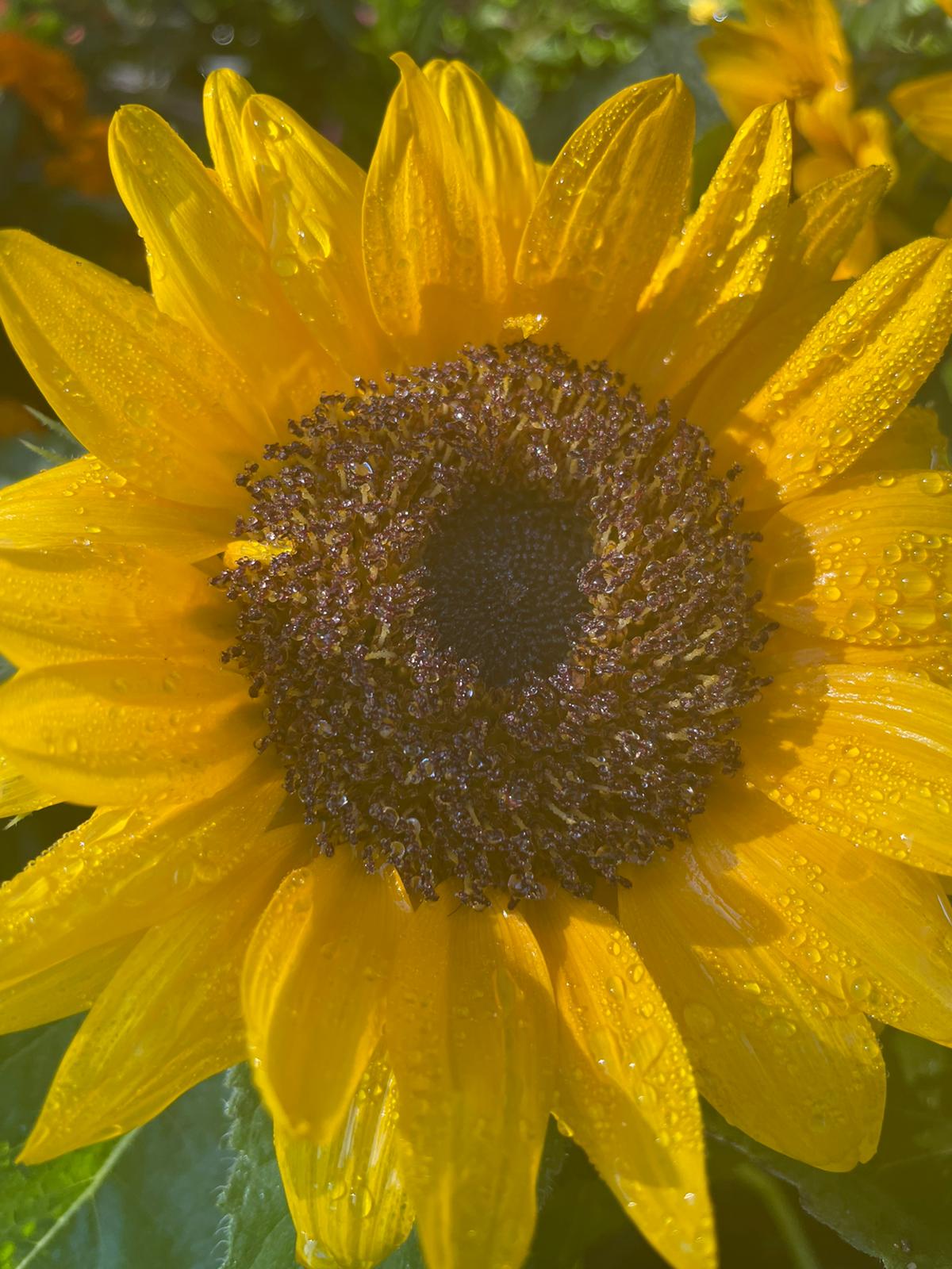 Girasol