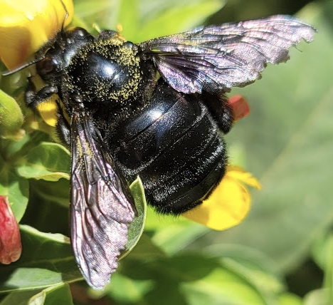 Xylocopa mordax – Abejorro