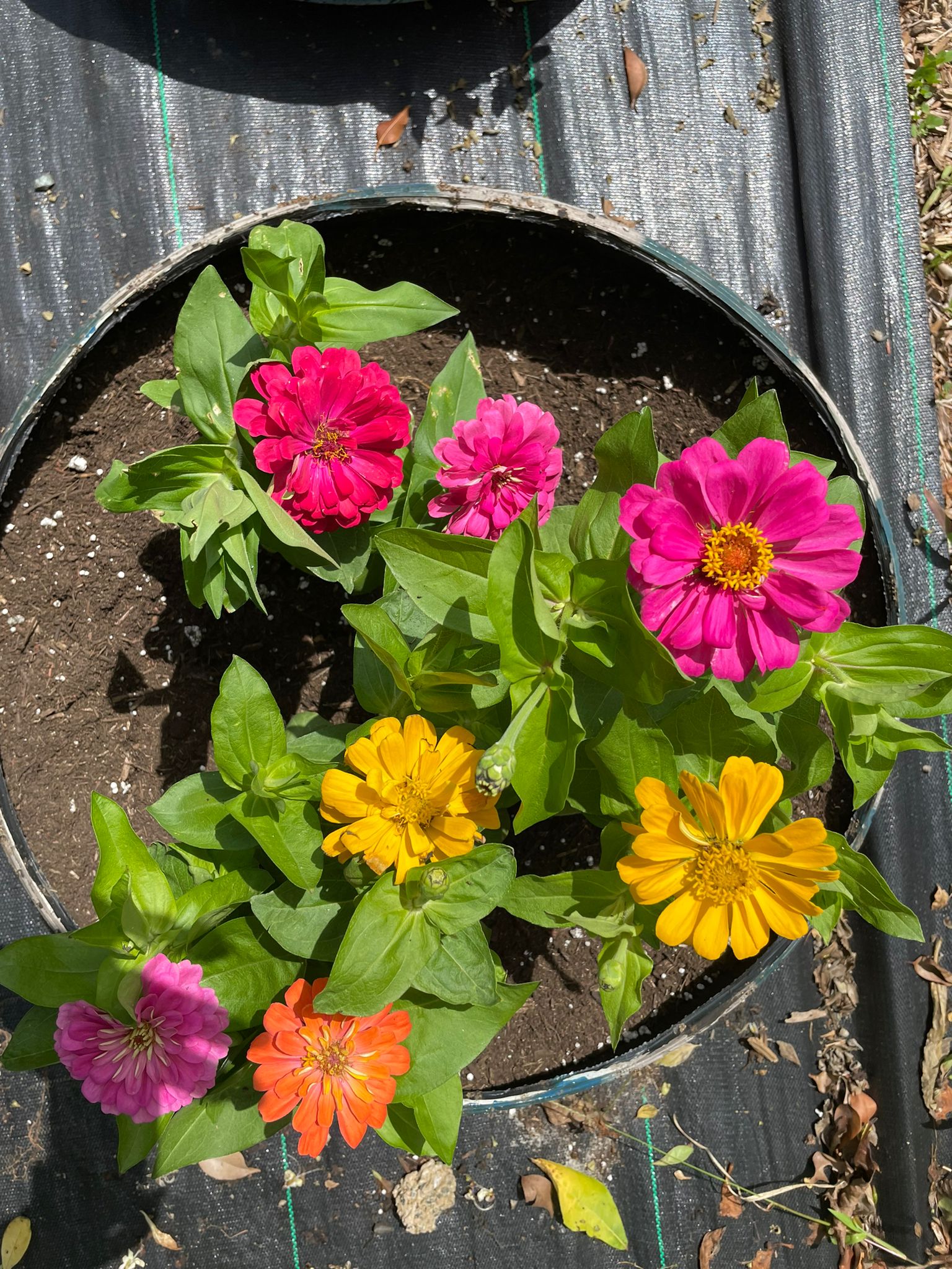 Zinnias En Goma
