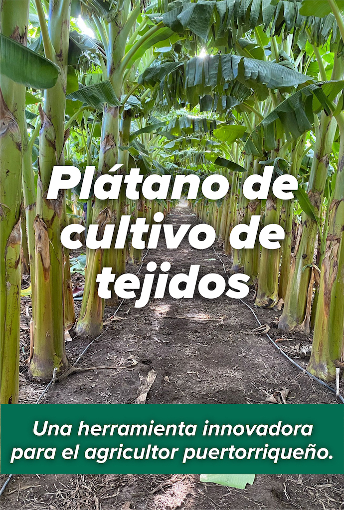 Plátano de Cultivo de Tejidos