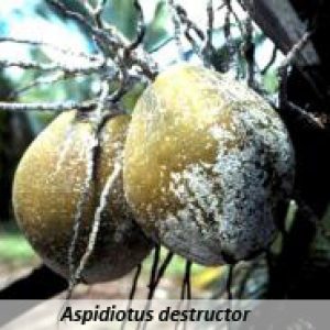 Aspidiotus destructor