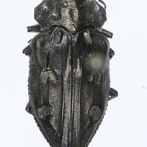 Chrysobothrys tranquebarica