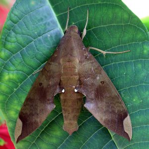 Fig_sphinx_moth_(Pachylia_ficus)