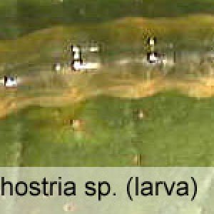 Phostria sp. (larva) copy