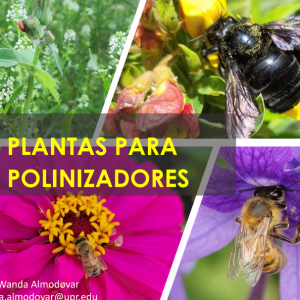 Plantas para Polinizadores