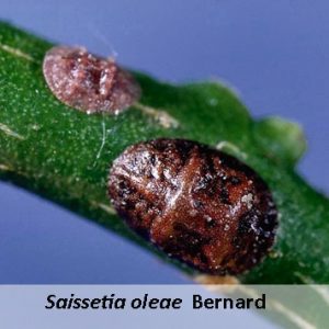 Saissetia oleae