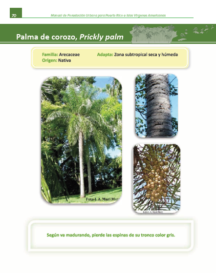 Manual de Forestación Urbana Capitulo 5 parte 3