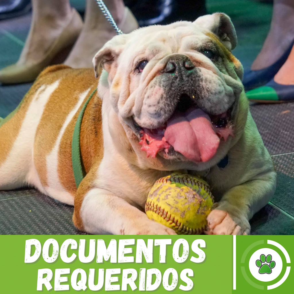 Imagen de perro Tarzan como enlace con el mensaje Documentos Requeridos, presionar para acceder lista de documentos.